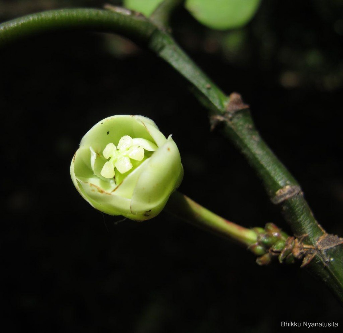 Garcinia xanthochymus Hook.f. ex T.Anderson